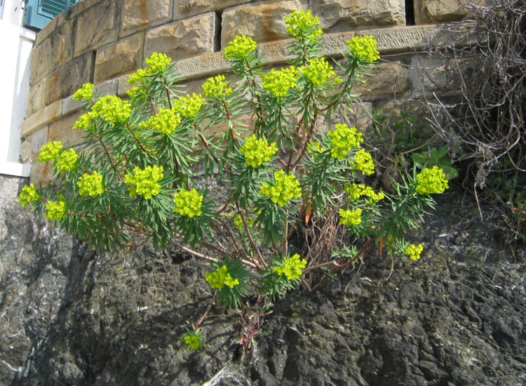 Euphorbia dendroides, Senecio cineraria e Sedum dasyphyllum